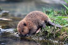 baby beaver