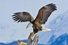 bald eagle