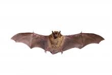 bat