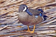 blue winged teal