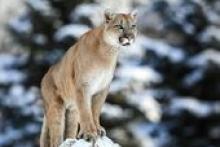 cougar