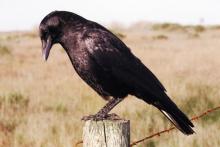 crow