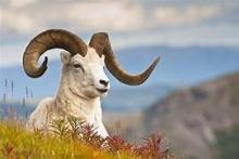 dall sheep ram