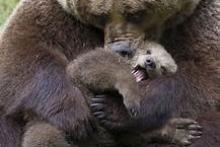 female mother bear