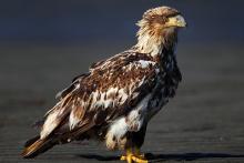 immature bald eagle