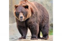 male grizzly