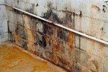 mold