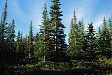 pine trees