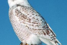 snowy owl