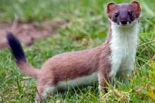 summer coat stoat