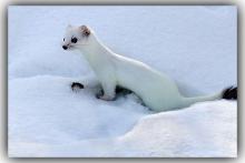 witner coat stoat