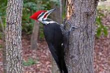 woodpecker