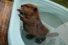 baby beaver