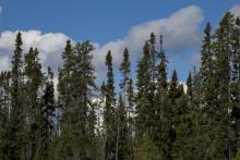 black spruce