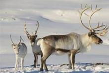 caribou