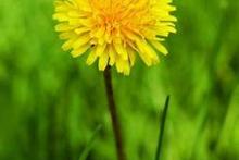 dandelion