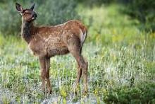 elk calf