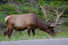 elk