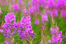 fireweed