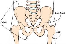 hip joint