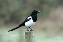 magpie