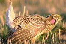 prairie chicken