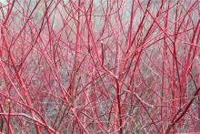 red willow