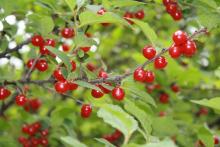 small red muskeg berries