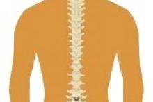 backbone/spine