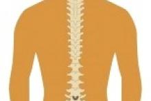 backbone/spine