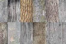tree bark