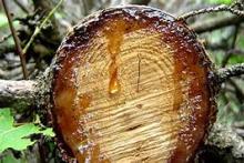 tree sap