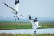 whooping crane